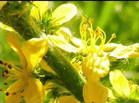 Agrimony