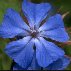 Cerato, Ceratostigma willmottiana, Ceratostigma, Ceratostigma.