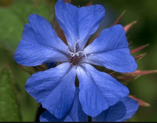 Cerato, Ceratostigma willmottiana, Ceratostigma, Ceratostigma.