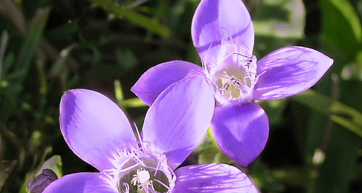 Genciana
