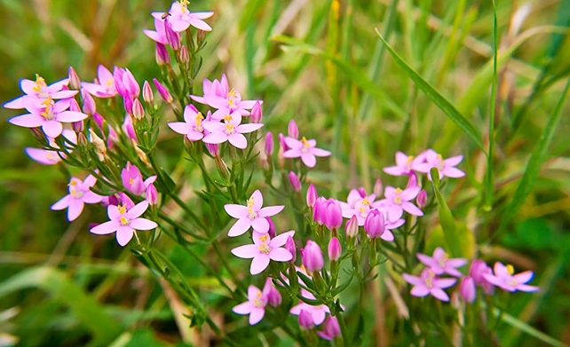 Centaurium umbellatum / Centaurium erythraea, Centaura. En aplicación externa, puede ser útil para venas débiles, mala circulación, varices, etc. En jardinería, revitaliza las plantas,