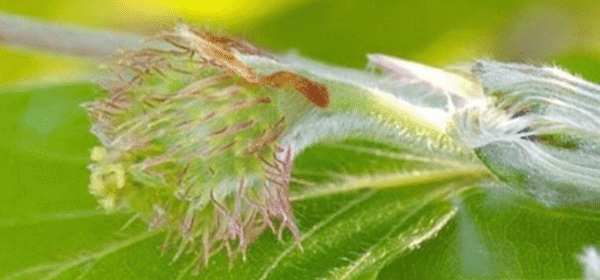 Flor de Bach: Beech Flor de Bach