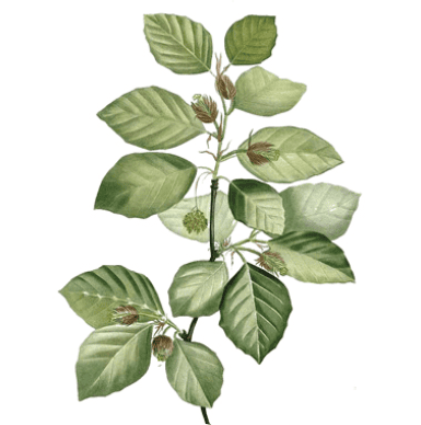 Beech