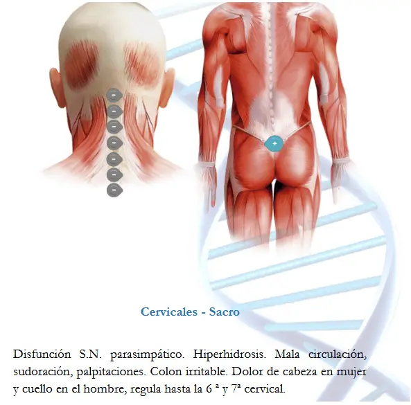 Ubicación y puntos de aplicación del Par Biomagnético Cervical-Sacro en la columna vertebral.