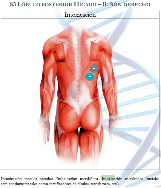Diagrama de puntos de biomagnetismo para el par Lóbulo Posterior del Hígado y Riñón Derecho.